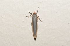 Sozusa scutellata