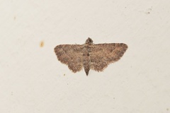 Chloroclystis muscosa