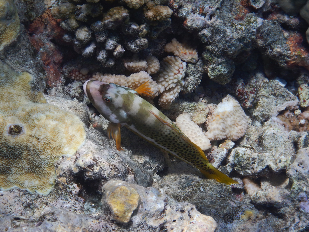 Photo of Spotted Hawkfish (Paracirrhites hemistictus)