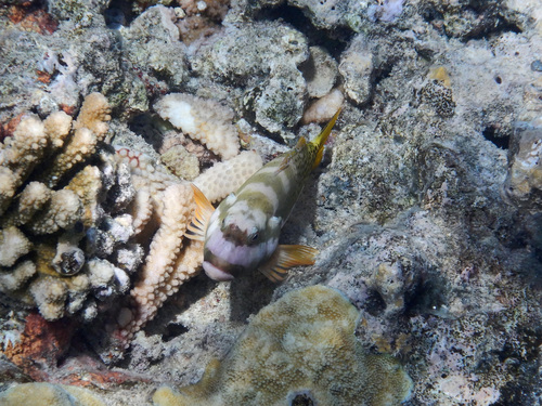 Photo of Spotted Hawkfish (Paracirrhites hemistictus)