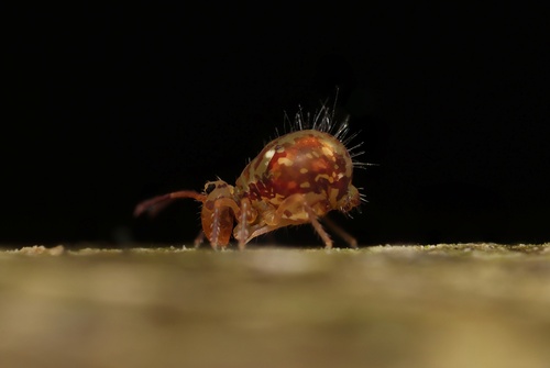 Dicyrtomina saundersi, Sassenheim, Nederland, photo 5 of 10