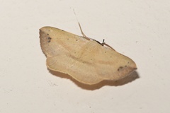Maxera marchalii