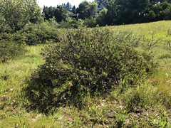 Arctostaphylos densiflora