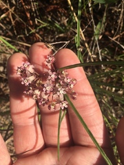 Asclepias michauxii