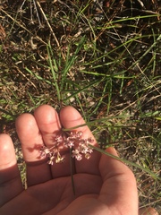 Asclepias michauxii