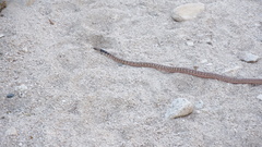 Masticophis flagellum piceus