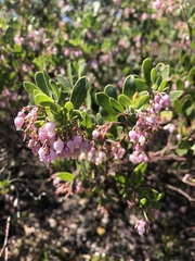 Arctostaphylos densiflora