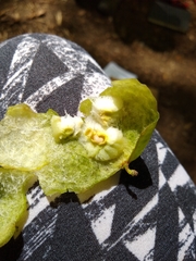 Amphibolips confluenta