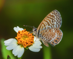 Leptotes trigemmatus