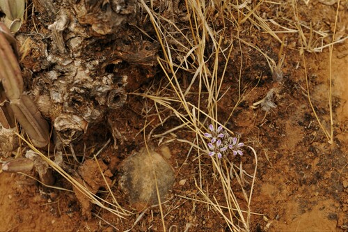 Raphionacme arabica