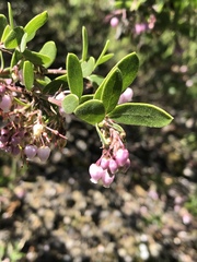 Arctostaphylos densiflora