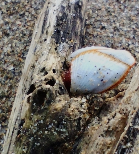 Goose Barnacle (Lepas anserifera)