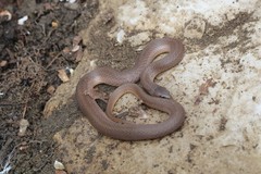 Virginia valeriae elegans