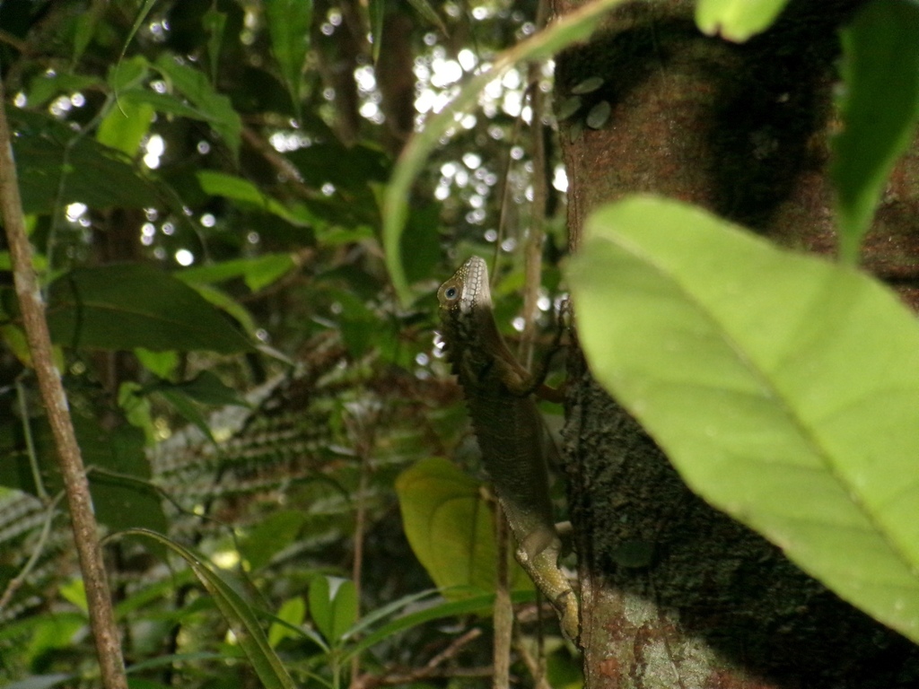 Robinson's Forest Dragon
