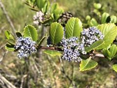 Ceanothus gloriosus exaltatus