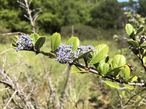Point Reyes Ceanothus