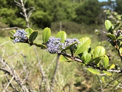 Ceanothus gloriosus exaltatus