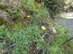 Hypochaeris laevigata