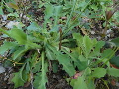 Hypochaeris laevigata