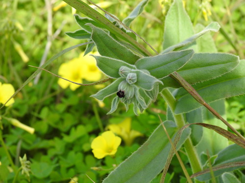 Image of Nonea vesicaria by (c) Duarte Frade, some rights reserved (CC BY)