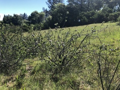Ceanothus gloriosus exaltatus