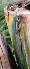 Phelsuma lineata elanthana