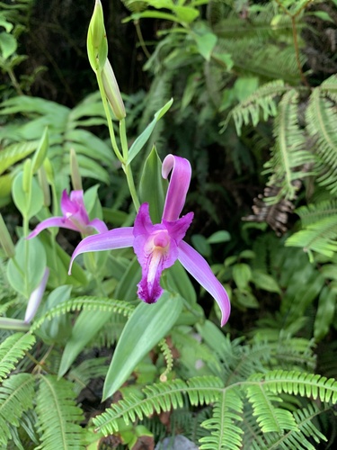 Cleistes libonii
