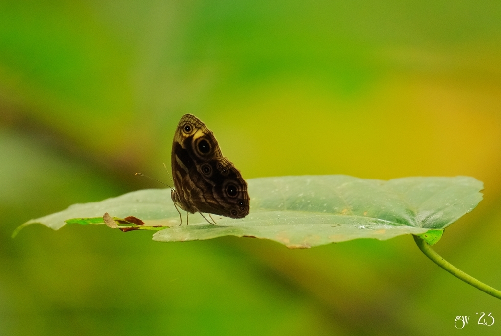 Ignoble Bush Brown
