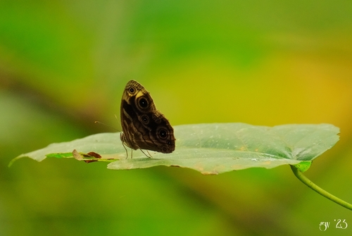 Ignoble Bush Brown