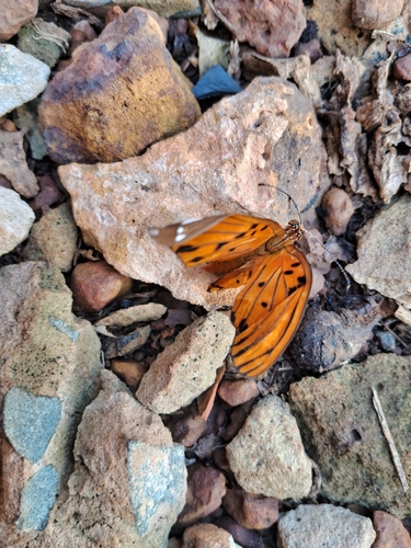 Gulf Fritillary