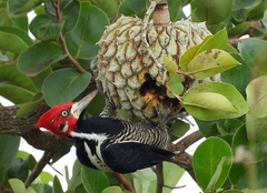 Crimson-Crested Woodpecker photo 2