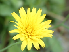 Hypochaeris laevigata