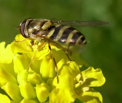 Syrphus rectus