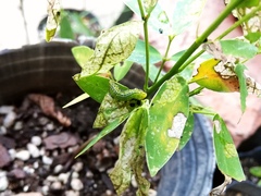 Adurgoa gonagra