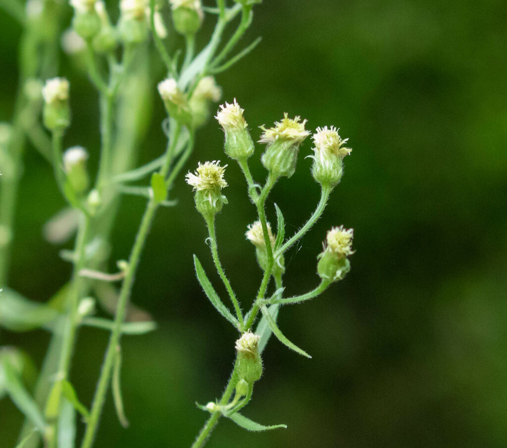 Flax-leaved Horseweed from Contra Costa County, CA, USA on February 3 ...