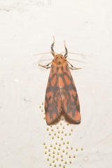 Tumicla sagenaria