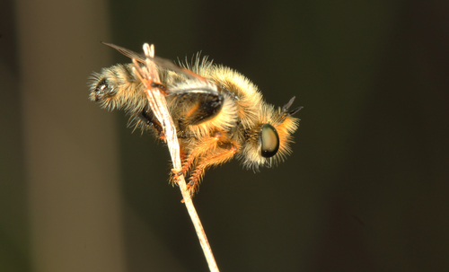 Laxenecera mollis