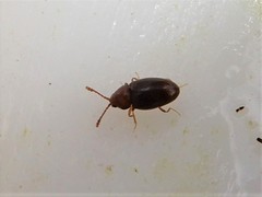 Atomaria