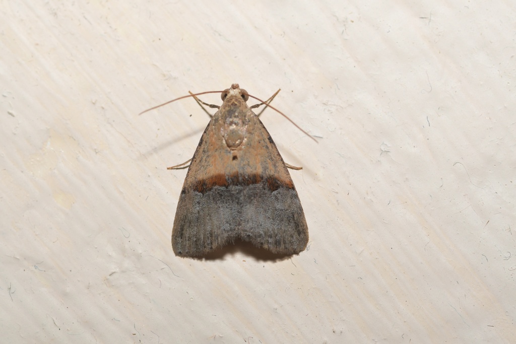 Ozarba marabensis