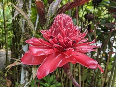 Etlingera elatior image