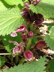 Lamium orvala