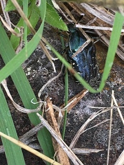 Euphoria sepulcralis