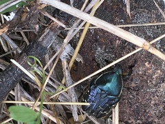 Euphoria sepulcralis