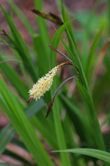 Carex pendula