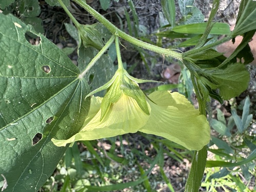 Hibiscus ovalifolius, photograph 3