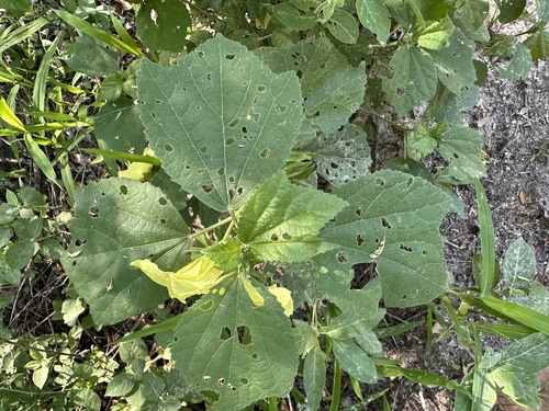 Hibiscus ovalifolius, photograph 4