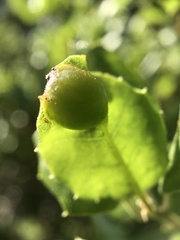 Callirhytis perfoveata