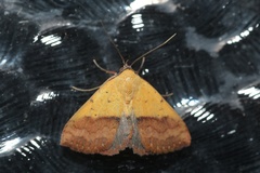 Phytometra duplicalis