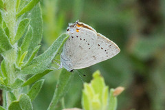 Satyrium sylvinus