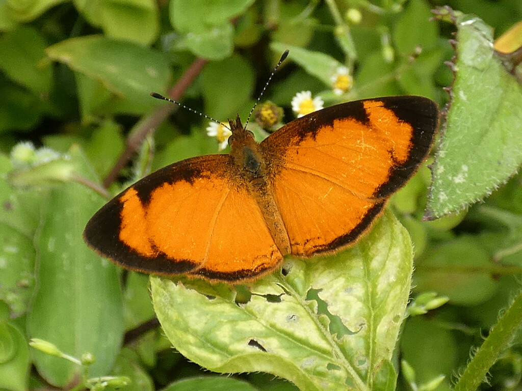 Tegosa pastazena